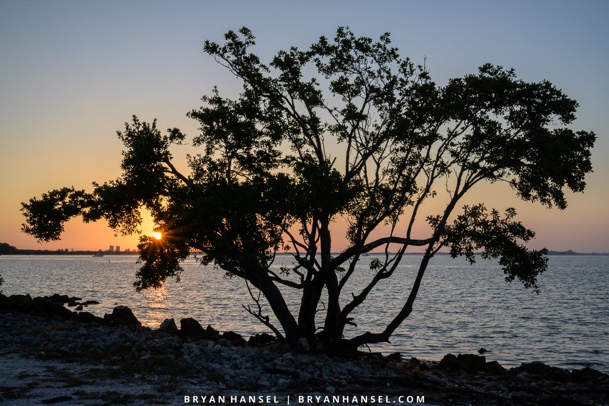 Mangroves at Sunrise