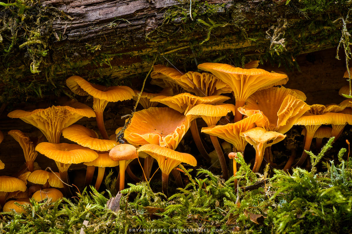 Mushrooms in a log